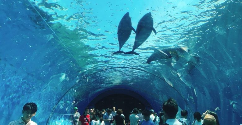 橫濱八景島海島樂園 交通 景點分享 東京親子景點推薦 窩日本wow Japan