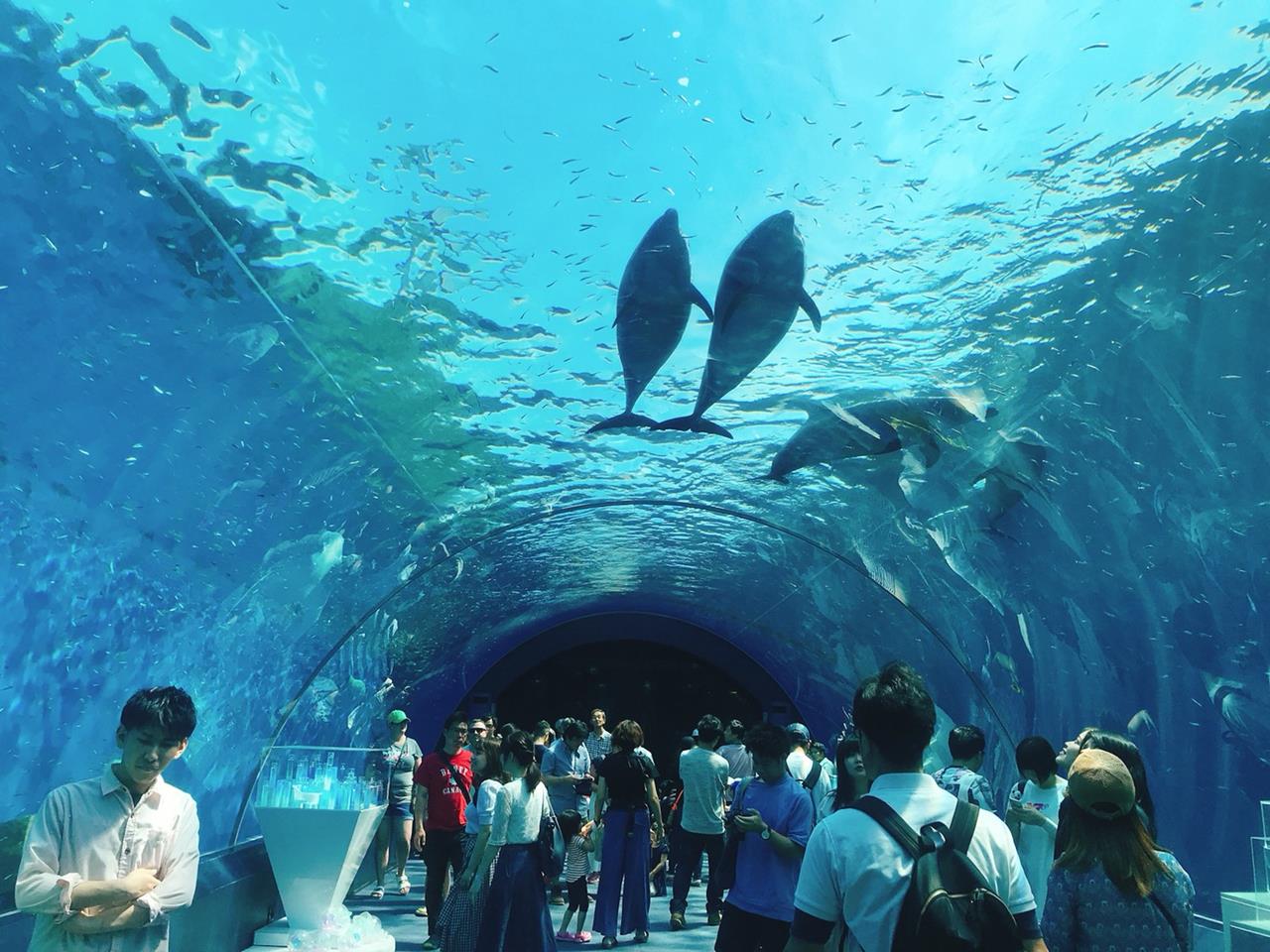 橫濱八景島海島樂園 交通 景點分享 東京親子景點推薦 窩日本wow Japan