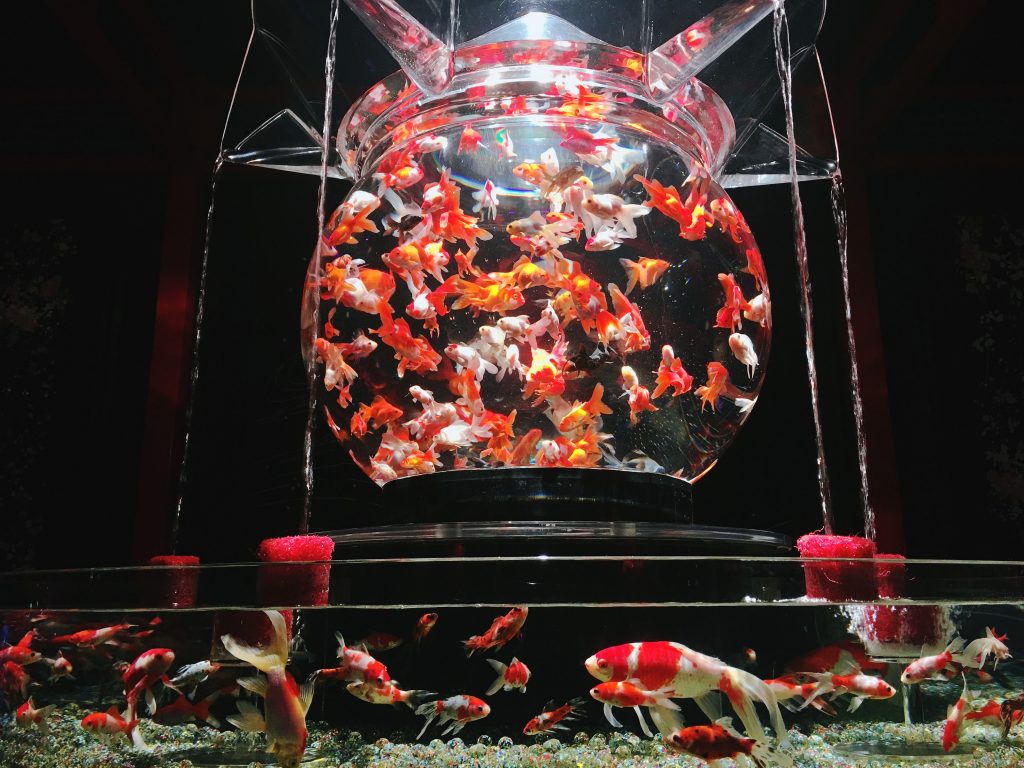 日本橋金魚燈光展19 Eco Edo日本橋art Aquarium 19 江戶 金魚之涼 Night Aqurium 窩日本wow Japan