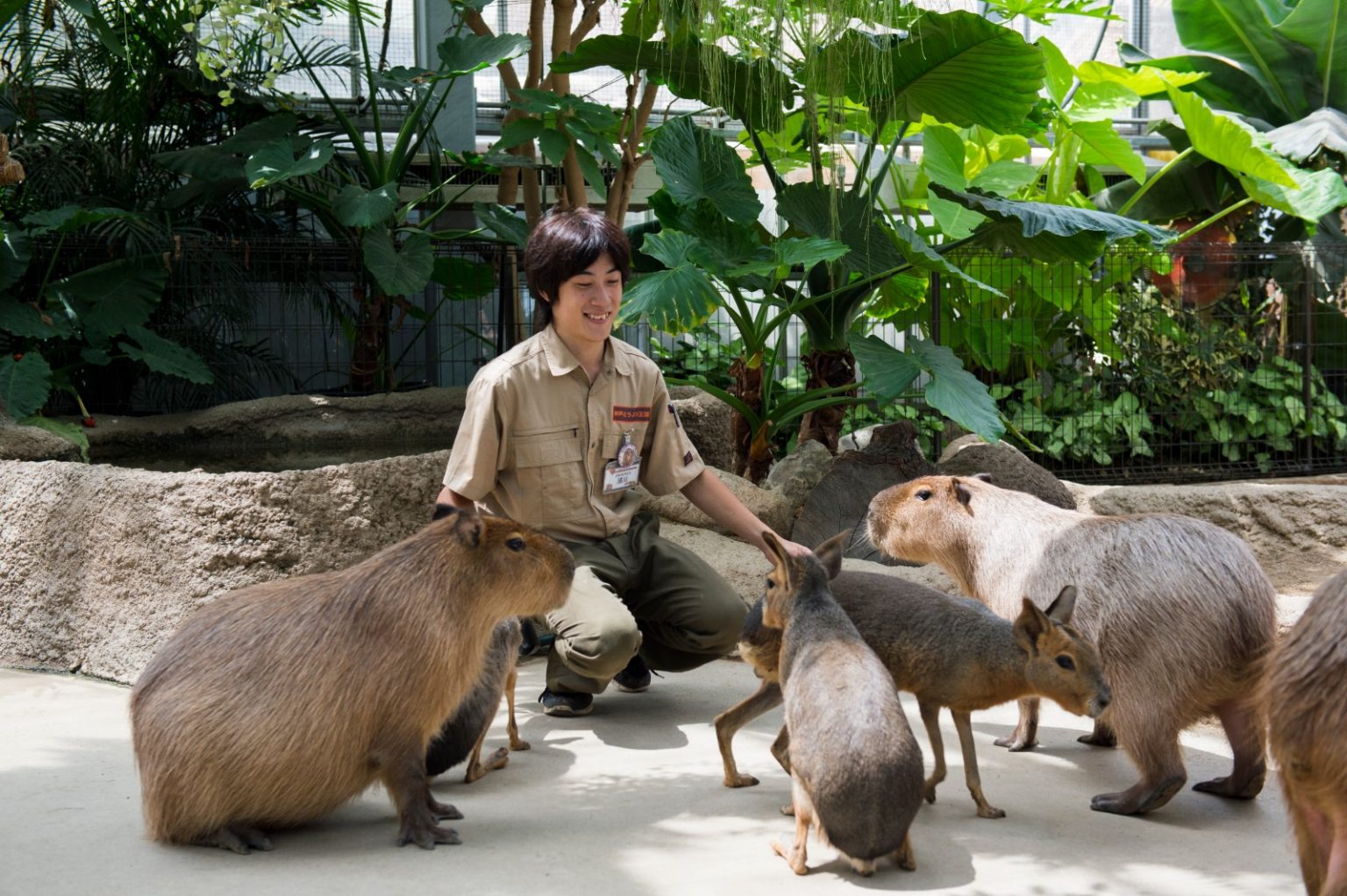 日本各地水豚動物園7選推薦 邀請你進入溫泉 柚子 水豚的軟萌世界 窩日本wow Japan