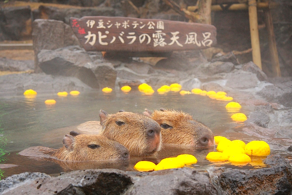 日本各地水豚動物園7選推薦 邀請你進入溫泉 柚子 水豚的軟萌世界 窩日本wow Japan