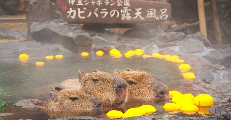 精選日本各地水豚動物園 邀請你進入溫泉 柚子 水豚的軟萌世界 窩日本wow Japan