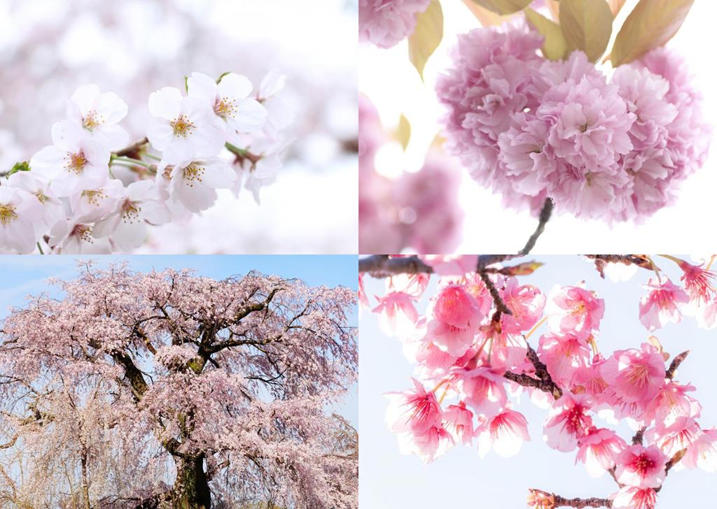 日本櫻花品種常見12種介紹-特徵、開花時期讓你賞花時學會怎樣分！ - 窩日本Wow-Japan